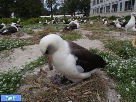 پیرترین پرنده جهان در 62سالگی بچه‌دار شد