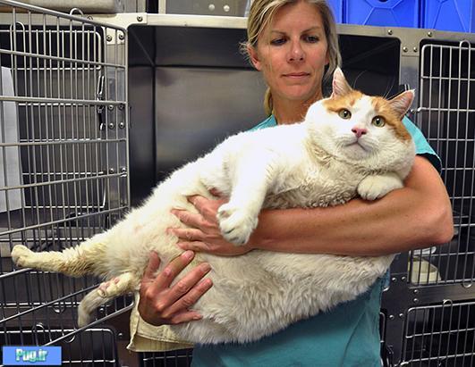 چاق ترین گربه دنیا