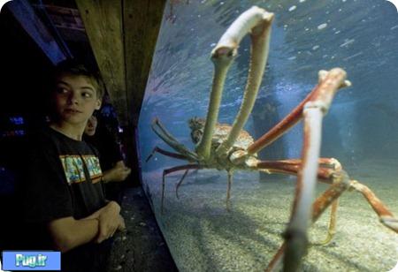 بزرگ‌ترین خرچنگ جهان