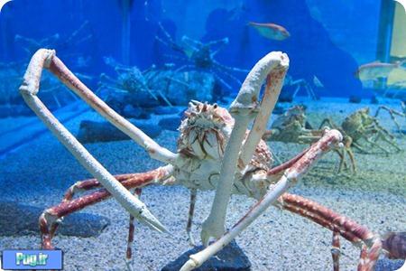 بزرگ‌ترین خرچنگ جهان