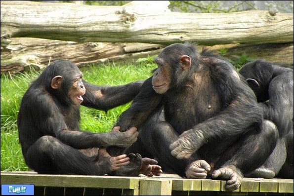 شامپانزه ها از انسان باهوش ترند !