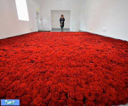 اتاقی با 10 هزار شاخه گل 