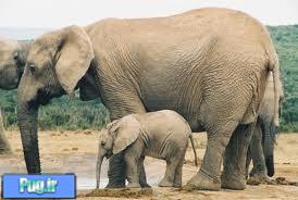 مراقبت در دوره کودکی بر زندگی فیل ها