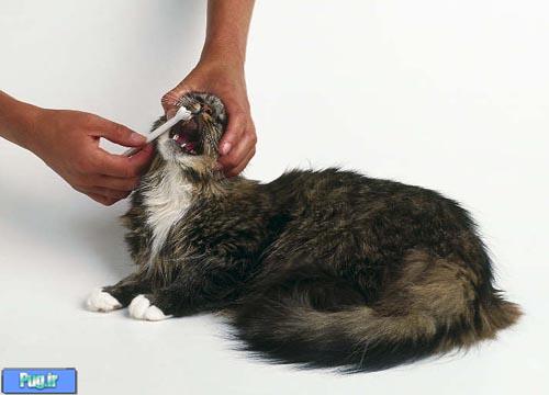 پيشگيري از التهاب لثه در گربه ها