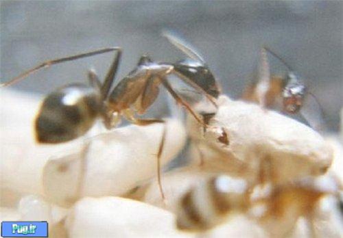  به دنیا آمدن مورچه