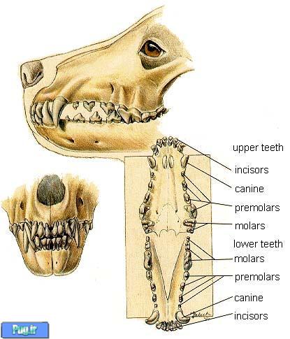 تعیین سن در سگ ها بر اساس تغییرات دندانی