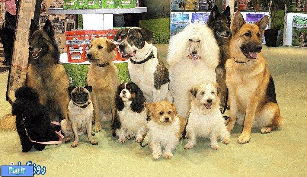 نمایشگاه مد سگ ها بیرمنگام