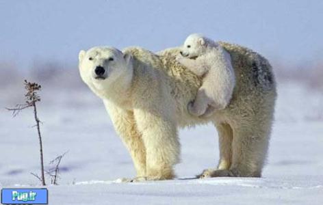  ممنوعیت تجارت خرس‌های قطبی رأی نیاورد
