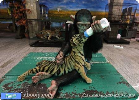 شامپانزه ای که به یک ببر شیر می دهد