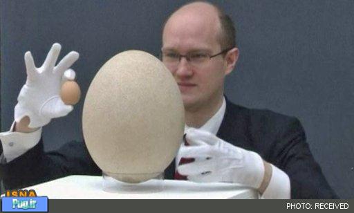  حراج بزرگ ترین تخم پرنده 