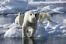 شکار غیرقانونی خرس‌های قطبی