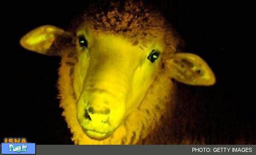 تولید گوسفندی که در تاریکی می درخشد! گوسفند شب تاب! + عکس