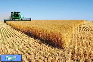 افزایش قیمت خرید گندم به کیلویی 1000 تومان
