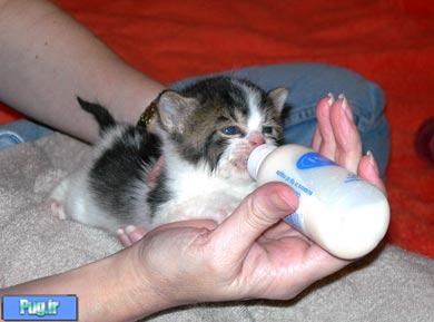 غذای بچه گربه نوزاد