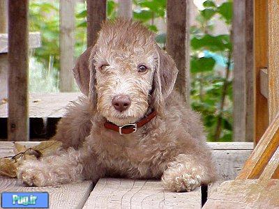سگ بدلینگتون تریر - Bedlington Terrier