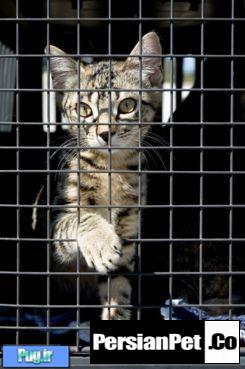 برای ممانعت از استفاده گربه ها در تمرین پزشکی امضا کنید