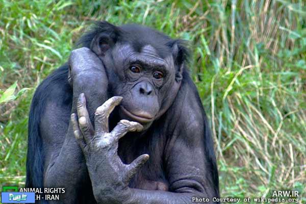 شامپانزه‌ها در قبال تصمیماتشان احساساتی هستند