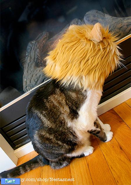 کلاه گیس شیری برای گربه ها