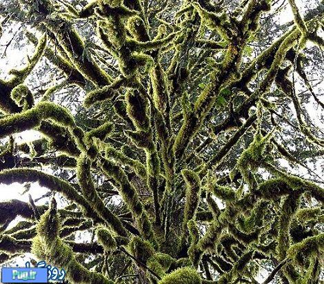 تصاویر جادویی از درختان بسیار زیبا