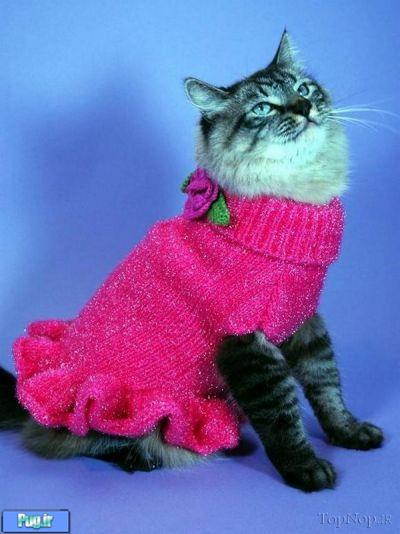 گربه های با لباس 