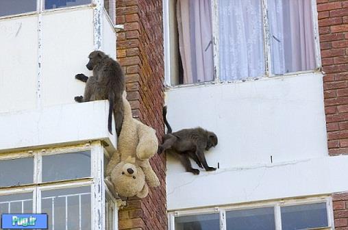 میمون های دزد 