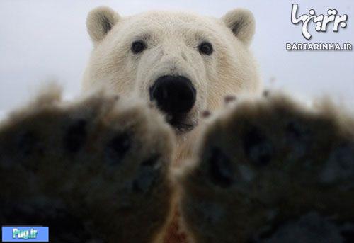  تلاش خرس قطبی