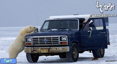  تلاش خرس قطبی