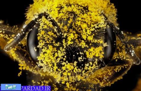 تصاویر حیرت انگیز از زنبورها که تا کنون ندیده اید