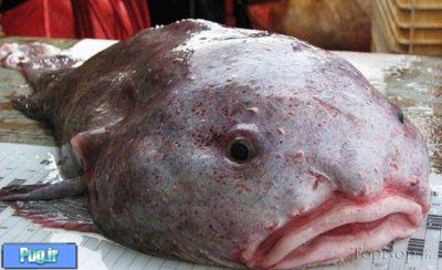 زشت ترین ماهی دنیا 
