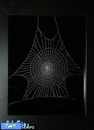 تصاویر زیبا از هنرمندی عنکبوت ها