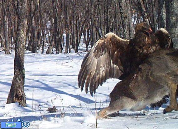 حمله باورنکردنی عقاب طلایی به گوزن