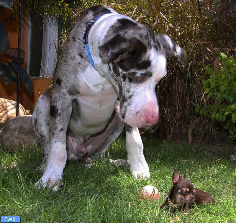 رکورد کوچکترین سگ دنیا شکست 