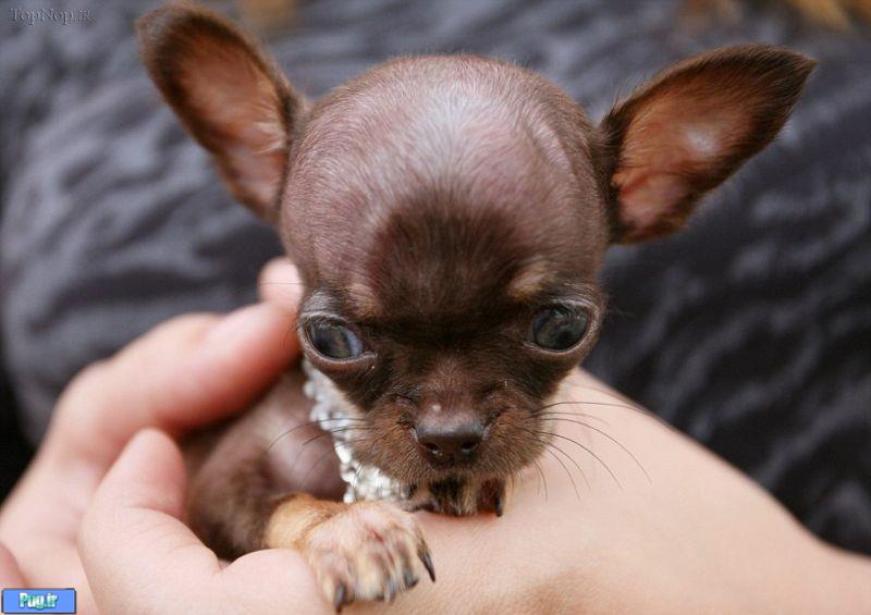 رکورد کوچکترین سگ دنیا شکست 