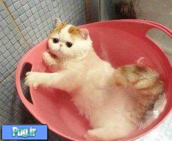 حمام برای گربه ها