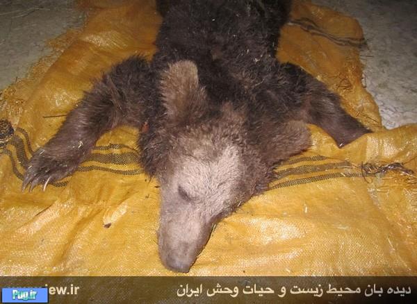 ّباز هم کشتار خرس ها در ایران 