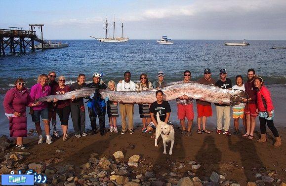 طولانی ترین ماهی دنیا به ساحل امد 
