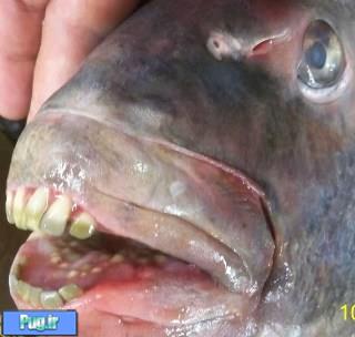 ماهی با دندان انسان 