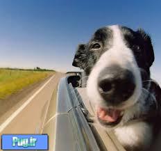 مسافرت با اتوموبیل با سگ