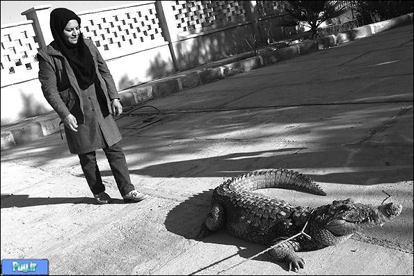 پرورش تمساح در ایران