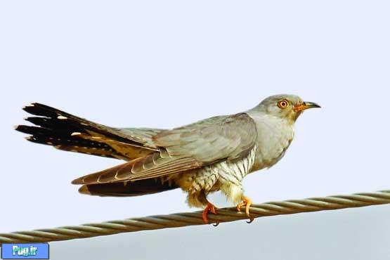 'کوکو' پرنده ای تنبل