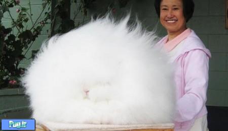 این خرگوش زیبا 