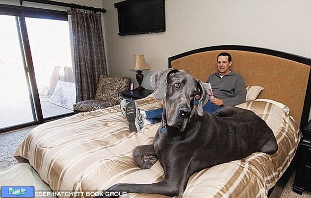 بلندقد ترین سگ جهان مرد