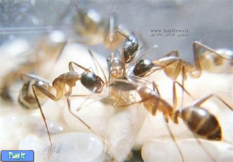 لحظه تولد مورچه 