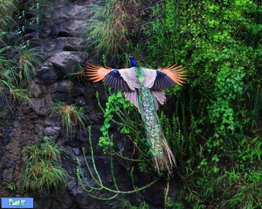 پرواز طاووس