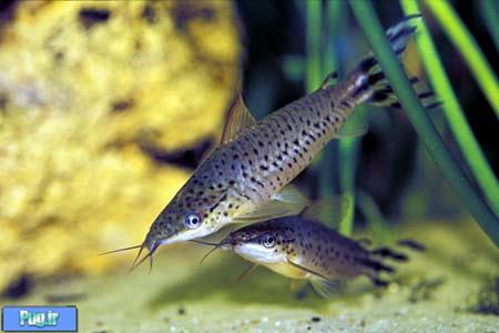 کتفیش دم پرچمی (Flagtail Catfish