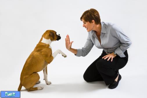  9 روش برای تعلیم سگ