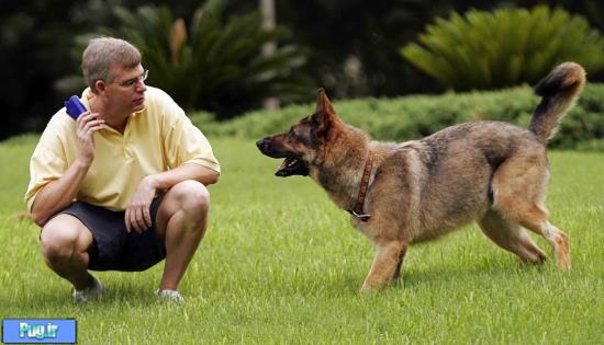  9 روش برای تعلیم سگ