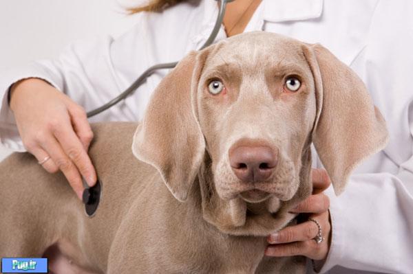 اصول قرنطینه کردن سگ بیمار