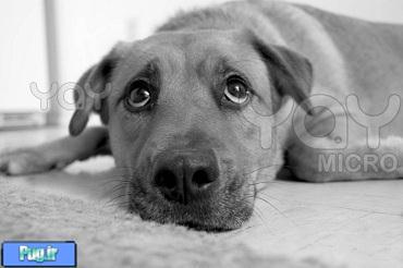 پارو ویروس و درمان ان در سگ ها 