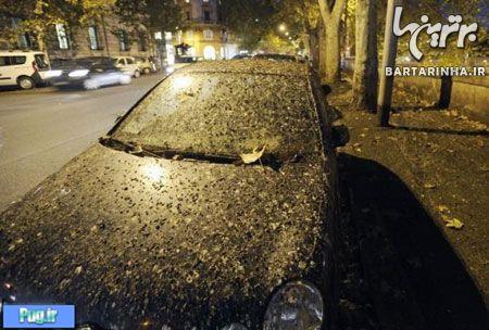 باران فضله پرنده ها در ایتالیا